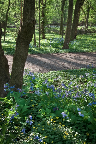 blue-bells-trail