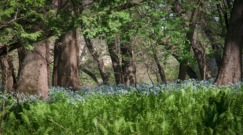 blue-bells