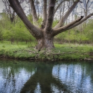 Lafayette Tree-2