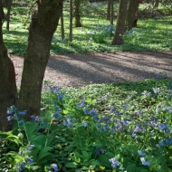 blue-bells-trail