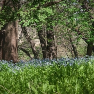 blue-bells