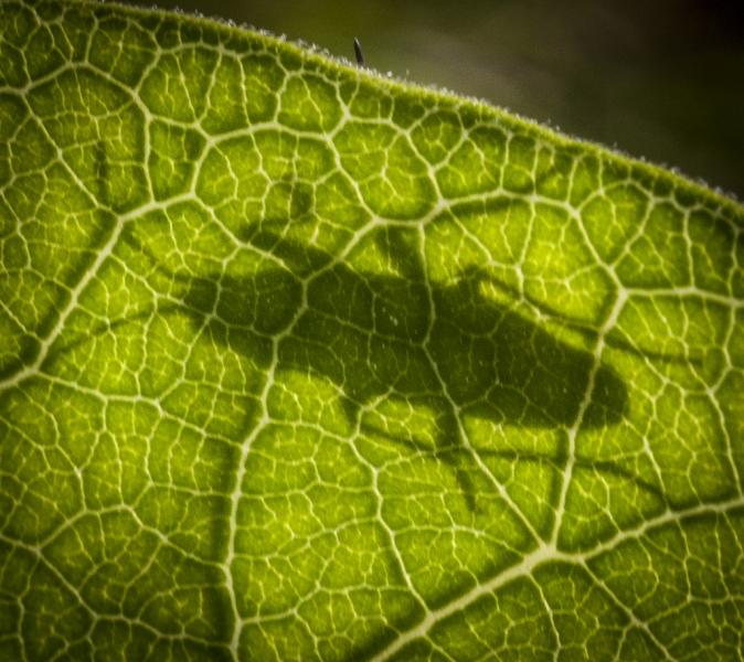 Valley Forge bugs-2