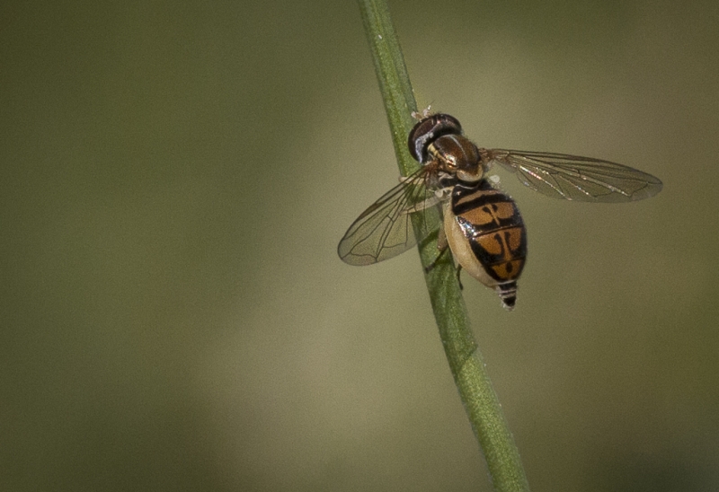 Valley Forge bugs-9