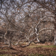 Valley Forge-0820_HDR-Edit-Edit