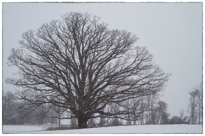 snow-0779-edit
