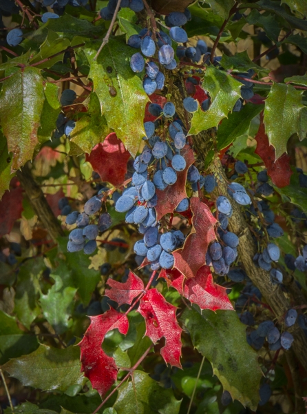 _DSC0394_HDR