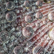 water-drops-8569