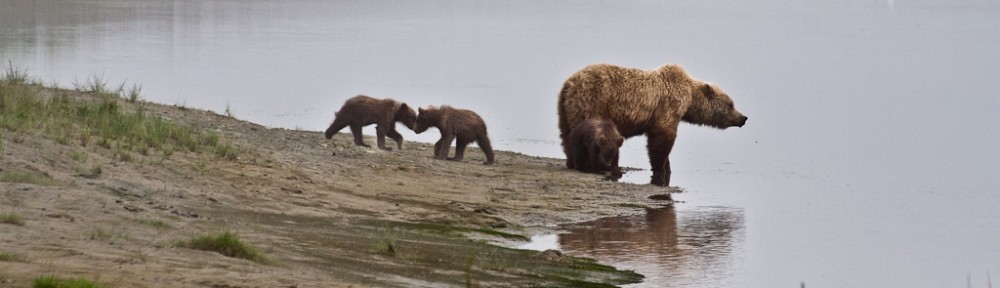 Grizzly bear and cubs