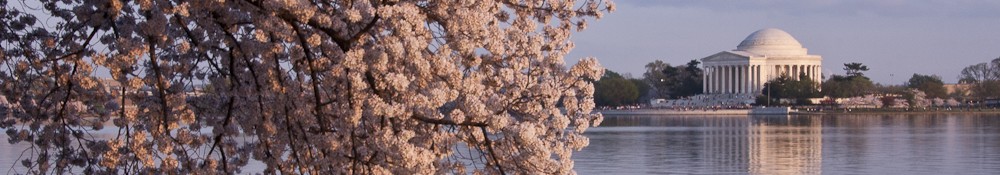 Cherry Blossoms in Washington DC