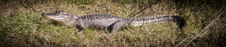 peace river canoe trips florida